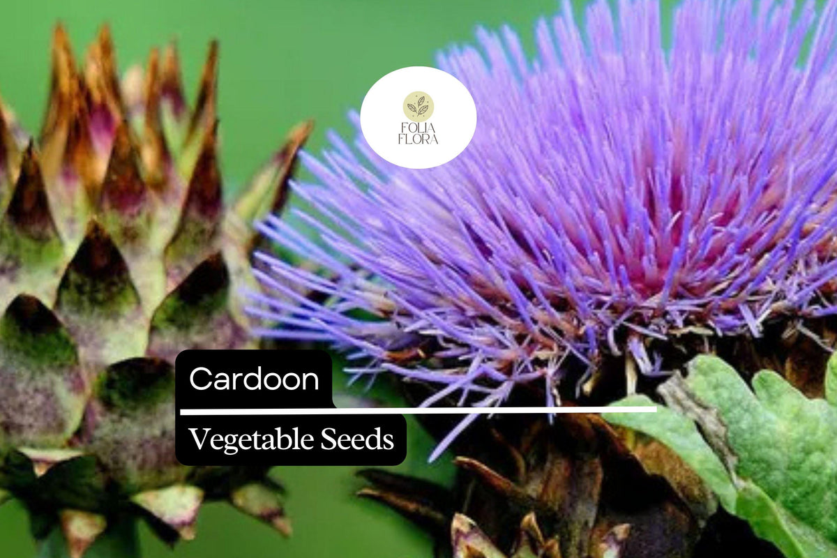 Cardoon Seeds, Cynara cardunculus, Ornamental Edible Perennial, 15 Seeds
