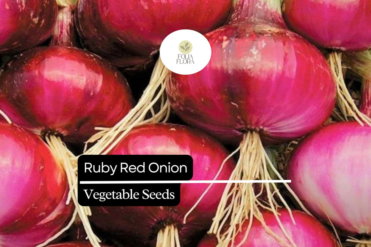 100 Ruby Red Onion Seeds – Sweet Garden Vegetable