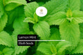 2000 Lemon Mint Herb Seeds - Monarda Citriodora for Culinary Tea & Pollinator Gardens