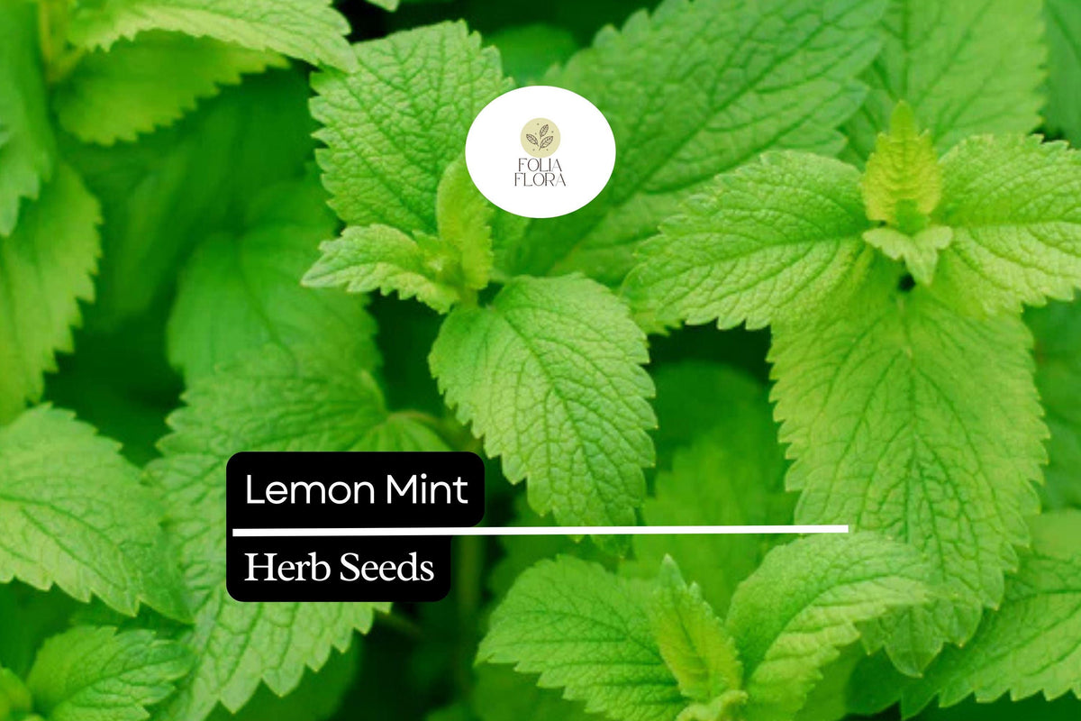 2000 Lemon Mint Herb Seeds - Monarda Citriodora for Culinary Tea & Pollinator Gardens