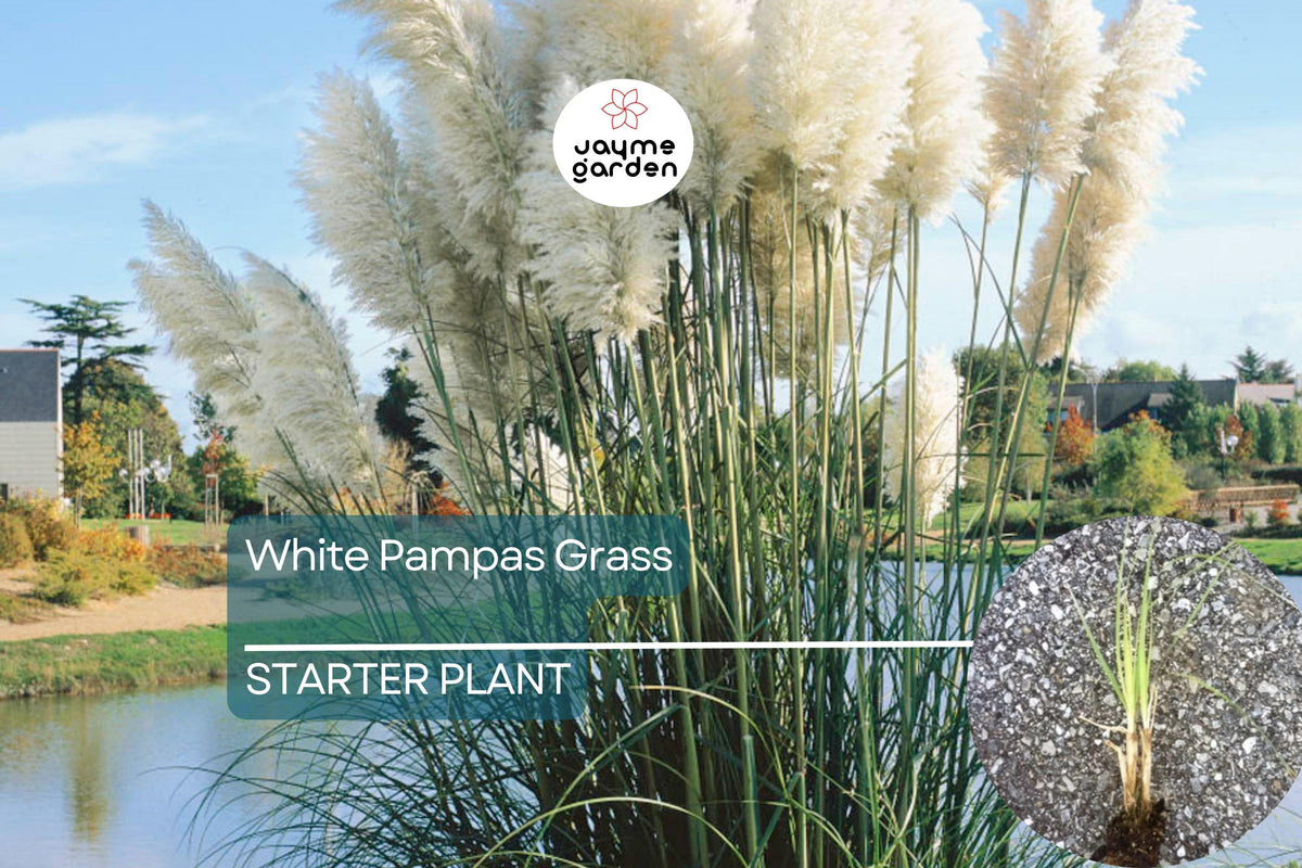White Pampas Grass | Cortaderia selloana Starter Plug Plant | Hardy Ornamental Grass | Stunning Feathery Plumes