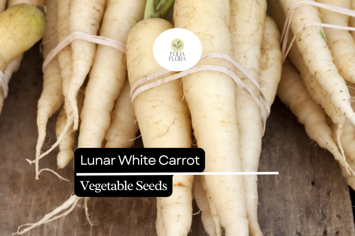 200 Lunar White Carrot Seeds – Heirloom Daucus Carota