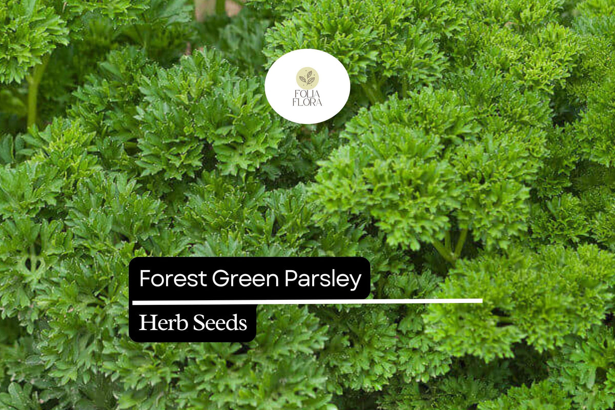 1200 Forest Green Parsley Seeds – Petroselinum crispum Aromatic Herb for Culinary and Garden Use