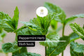 Peppermint Seeds (Mentha × piperita) – 1000 Seeds for Tea & Culinary Herb Gardens