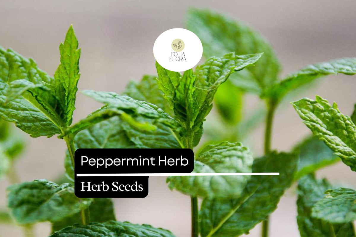 Peppermint Seeds (Mentha × piperita) – 1000 Seeds for Tea & Culinary Herb Gardens
