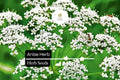 Anise Seeds (Pimpinella anisum) - 400 Seeds for Planting Aromatic Herb