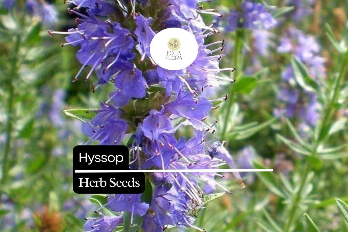 600 Hyssop Seeds (Hyssopus officinalis) – Aromatic Culinary Herb, Easy to Grow