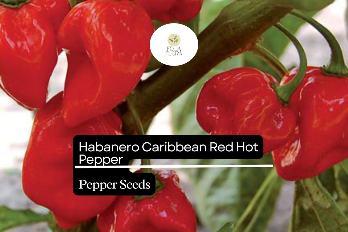250mg Caribbean Red Habanero Pepper Seeds - Spicy High Yield Hot Pepper