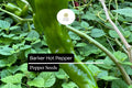 Barker Hot Pepper Seeds - New Mexican Chili, Heirloom, Non-GMO (250mg)