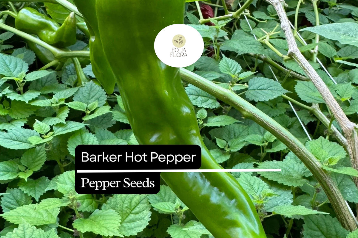 Barker Hot Pepper Seeds - New Mexican Chili, Heirloom, Non-GMO (250mg)