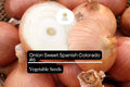 Sweet Spanish Onion Seeds - 250mg Non-GMO Allium cepa Colorado #6