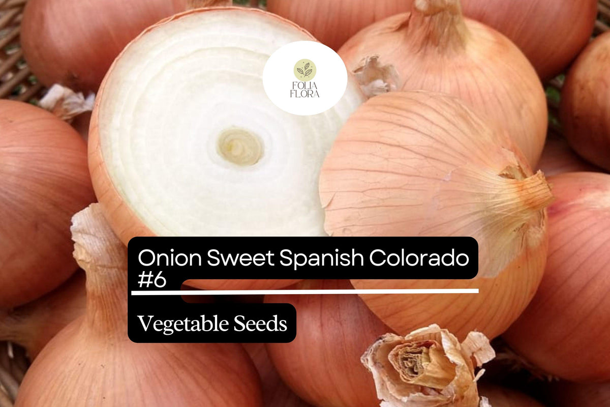 Sweet Spanish Onion Seeds - 250mg Non-GMO Allium cepa Colorado #6
