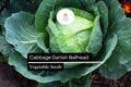 Danish Ballhead Cabbage Seeds - Heirloom, Cold-Hardy (1g)