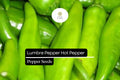 Lumbre Hot Pepper Seeds – 250mg Capsicum annuum, Compact Plant