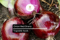 Red Grano Onion Seeds – 250mg Mild Sweet Allium cepa for Planting
