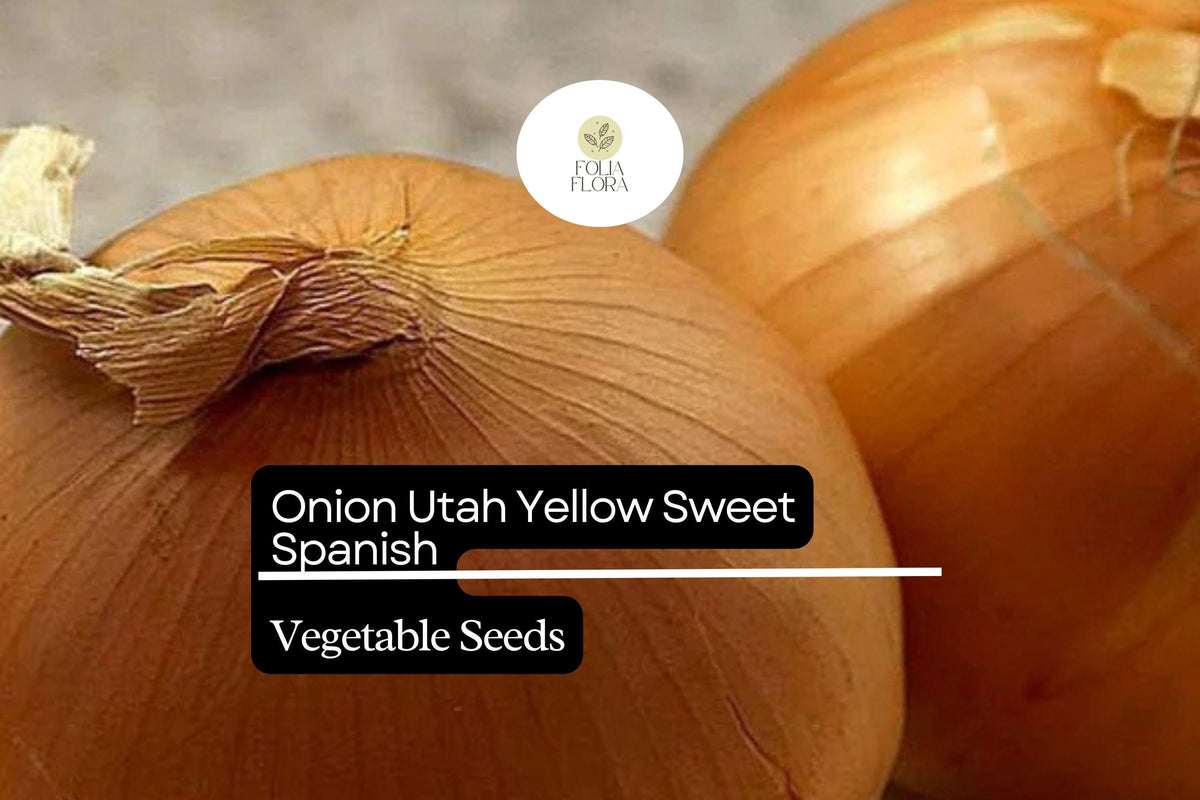 250mg Utah Yellow Sweet Spanish Onion Seeds | Heirloom Allium cepa