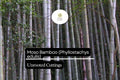 1 Moso Bamboo Unrooted Cutting - Phyllostachys edulis Live Plant for Garden
