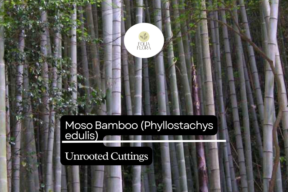 1 Moso Bamboo Unrooted Cutting - Phyllostachys edulis Live Plant for Garden