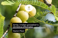 1 Amla Starter Plant 12-24 Inch Live Indian Gooseberry Tree (Emblica officinalis)