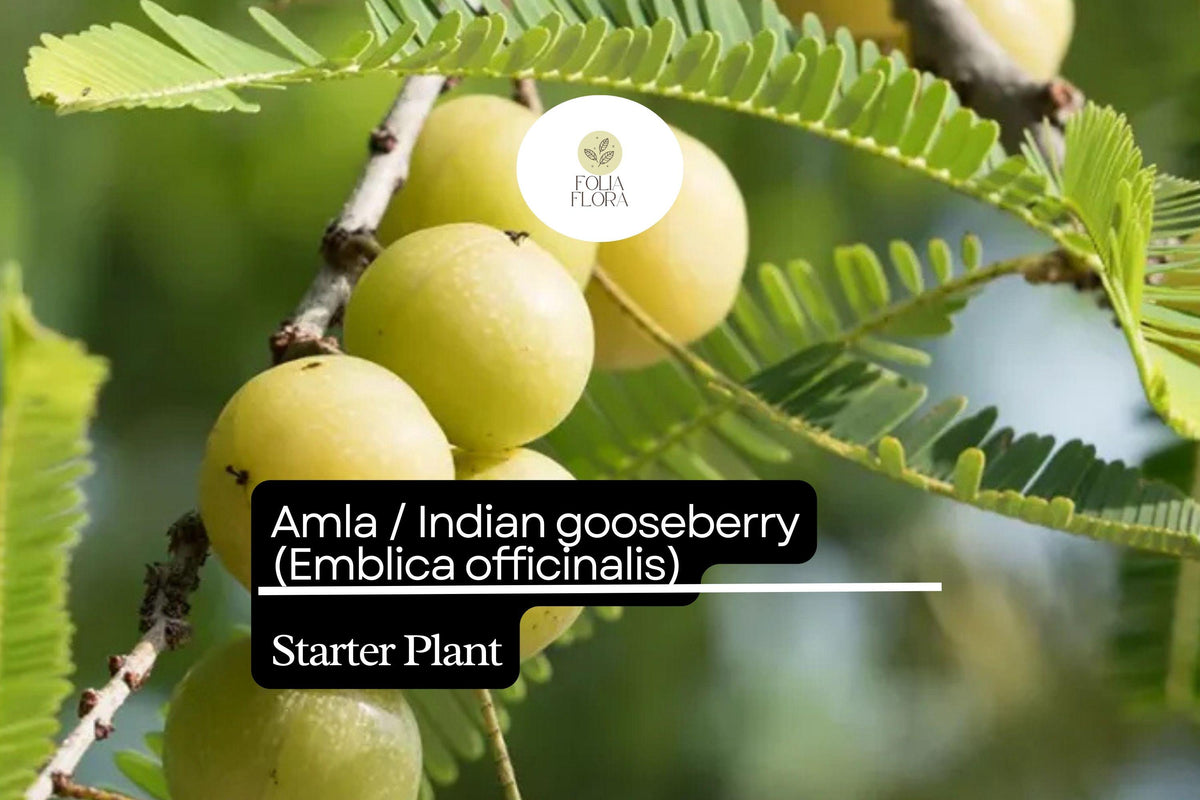 1 Amla Starter Plant 12-24 Inch Live Indian Gooseberry Tree (Emblica officinalis)