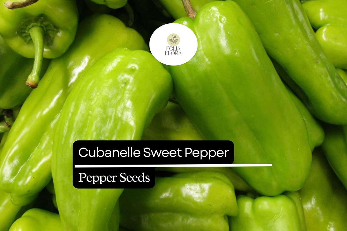 250mg Cubanelle Sweet Pepper Seeds – Mild & Sweet Capsicum Annuum