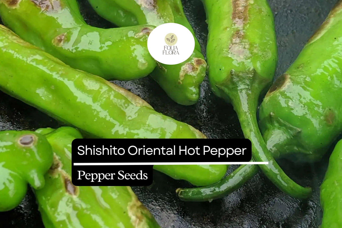 Shishito Pepper Seeds 250mg | Mild Non-GMO Japanese Pepper Seeds
