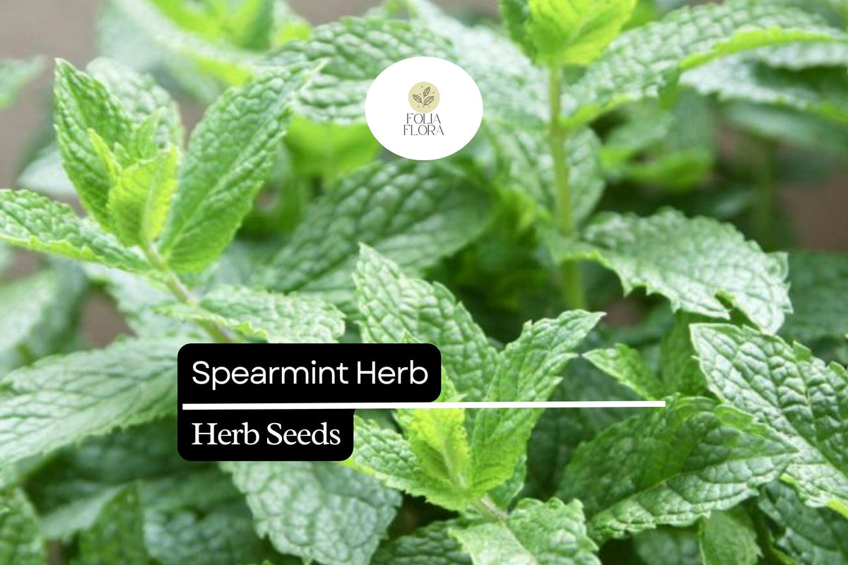 Spearmint Herb Seeds - 30 mg Mentha spicata Aromatic Culinary Mint for Garden