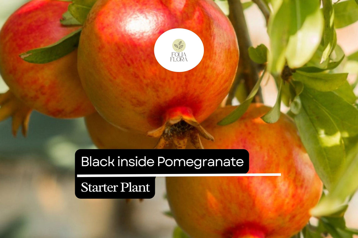 Black Inside Pomegranate Tree Starter Plant 10-24 Inches Live Fruit Tree