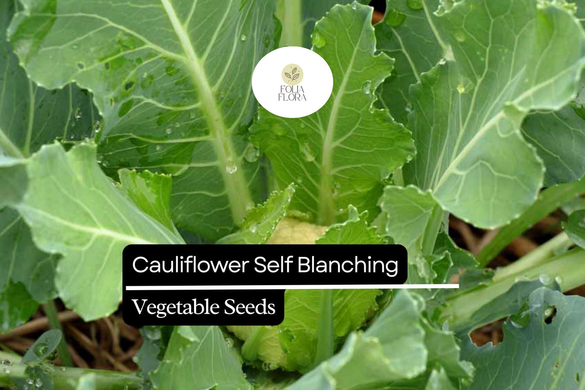 Cauliflower Self-Blanching Seeds – 1g Brassica oleracea Easy-Grow Mild Flavor