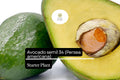 1 Avocado Semil 34 Starter Plant – Persea americana Tropical Fruit Tree 12-24 Inches