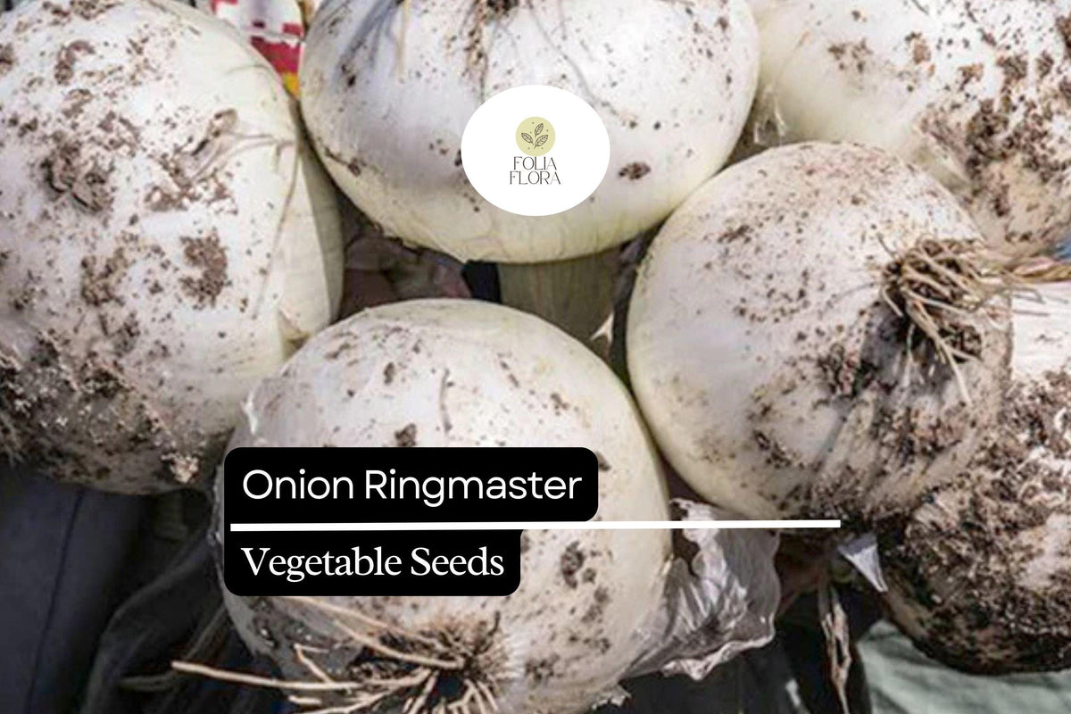Ringmaster Onion Seeds - Crisp White Bulbs, Easy to Grow (250mg)