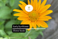 250mg Early Sunflower Seeds for Planting | Bright Yellow Blooms, Pollinator-Friendly