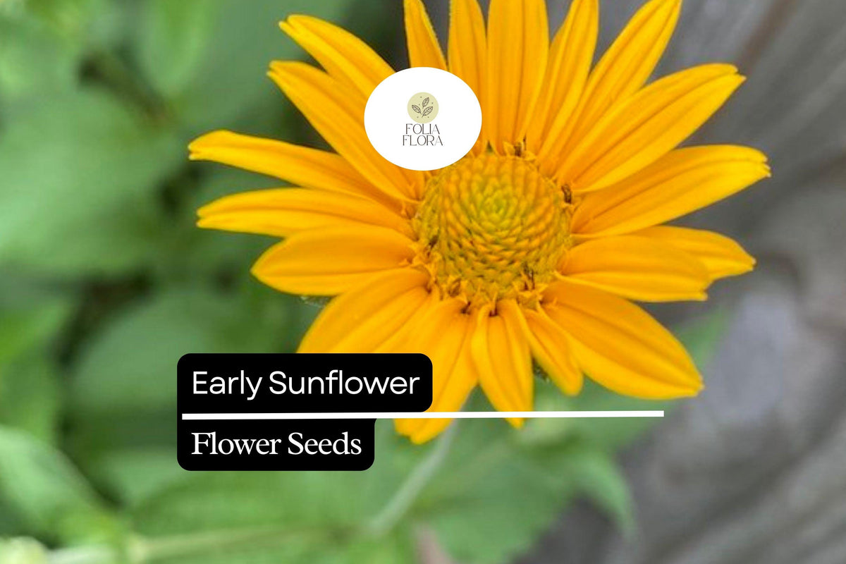 250mg Early Sunflower Seeds for Planting | Bright Yellow Blooms, Pollinator-Friendly