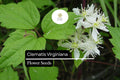Virgin's Bower Seeds - 100mg Clematis virginiana Fragrant Climbing Vine