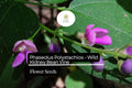 5 Wild Kidney Bean Vine Seeds - Phaseolus polystachios Native Perennial Climber