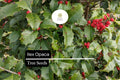 500mg American Holly Seeds - Ilex Opaca Evergreen Tree with Red Berries