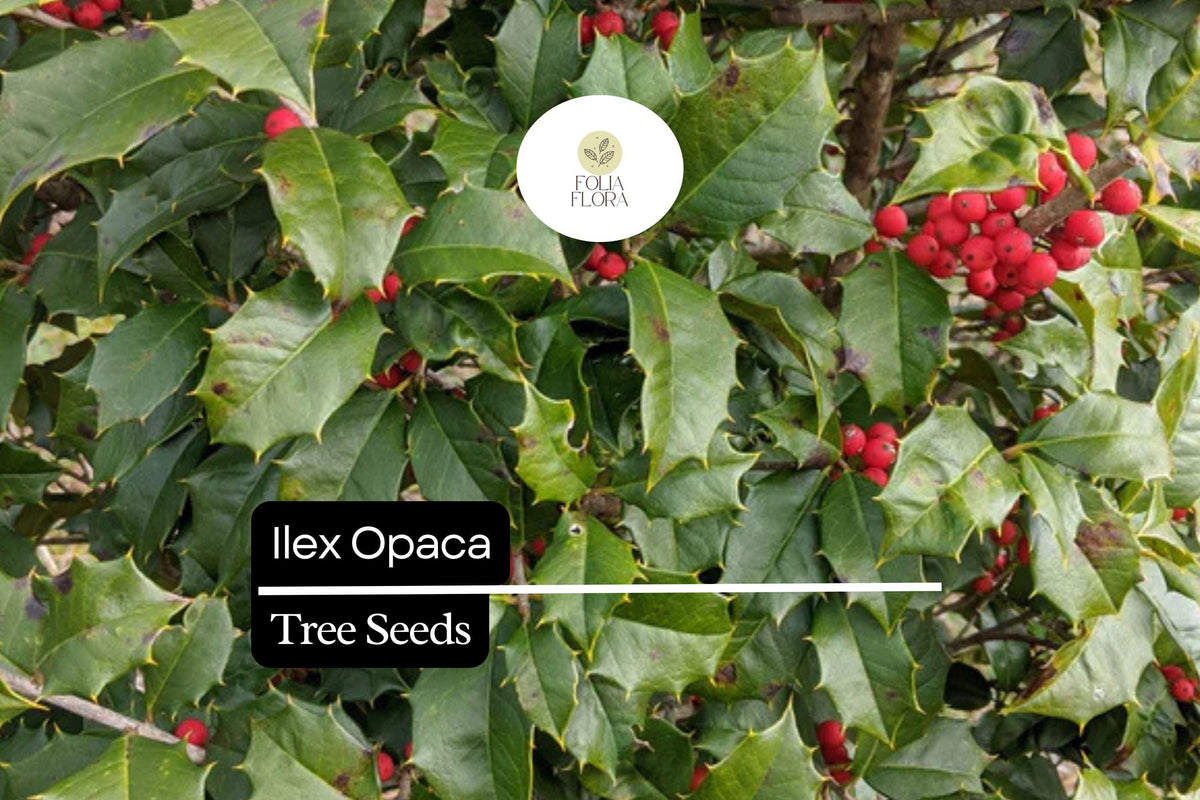 500mg American Holly Seeds - Ilex Opaca Evergreen Tree with Red Berries