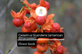 500g American Bittersweet Seeds - Celastrus scandens - Native Vine with Orange Berries
