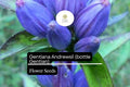 100mg Bottle Gentian Seeds – Gentiana andrewsii Native Wildflower for Pollinators