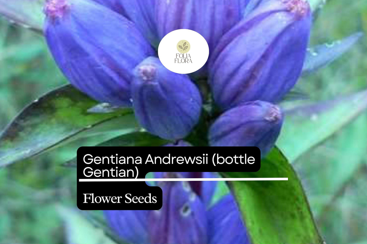 100mg Bottle Gentian Seeds – Gentiana andrewsii Native Wildflower for Pollinators