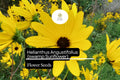 100 Swamp Sunflower Seeds | Helianthus angustifolius Native Wildflower