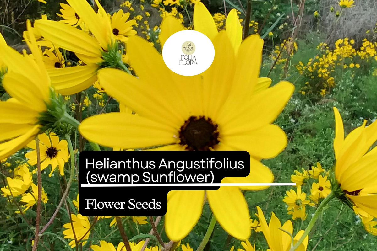 100 Swamp Sunflower Seeds | Helianthus angustifolius Native Wildflower