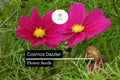 Cosmos Dazzler Seeds 1g - Bright Magenta Blooms, Hardy Annual Wildflower for Pollinator Gardens