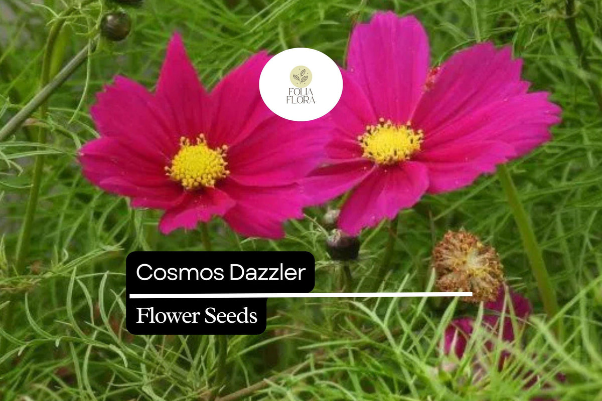 Cosmos Dazzler Seeds 1g - Bright Magenta Blooms, Hardy Annual Wildflower for Pollinator Gardens