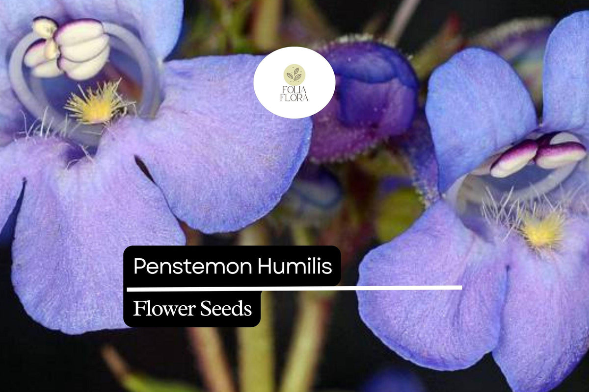100mg Penstemon humilis Low Beardtongue Seeds for Alpine Gardens