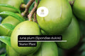 1 June Plum Starter Plant (Spondias dulcis) Tropical Fruit Tree 3-4 ft Tall
