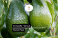 Marcus Avocado Tree – Tropical Fruit Starter Plant (1-2')