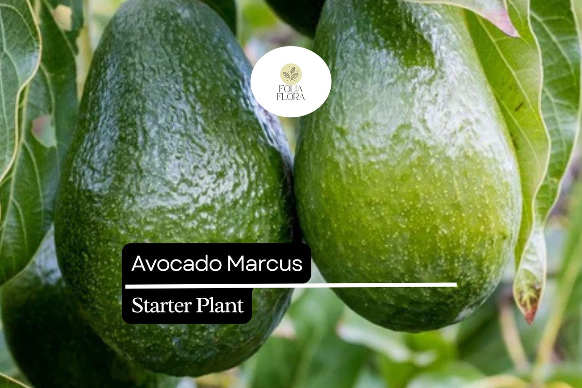 Marcus Avocado Tree – Tropical Fruit Starter Plant (1-2')