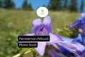 Penstemon wilcoxii Seeds - Wilcox's Penstemon Native Perennial Wildflower 100mg
