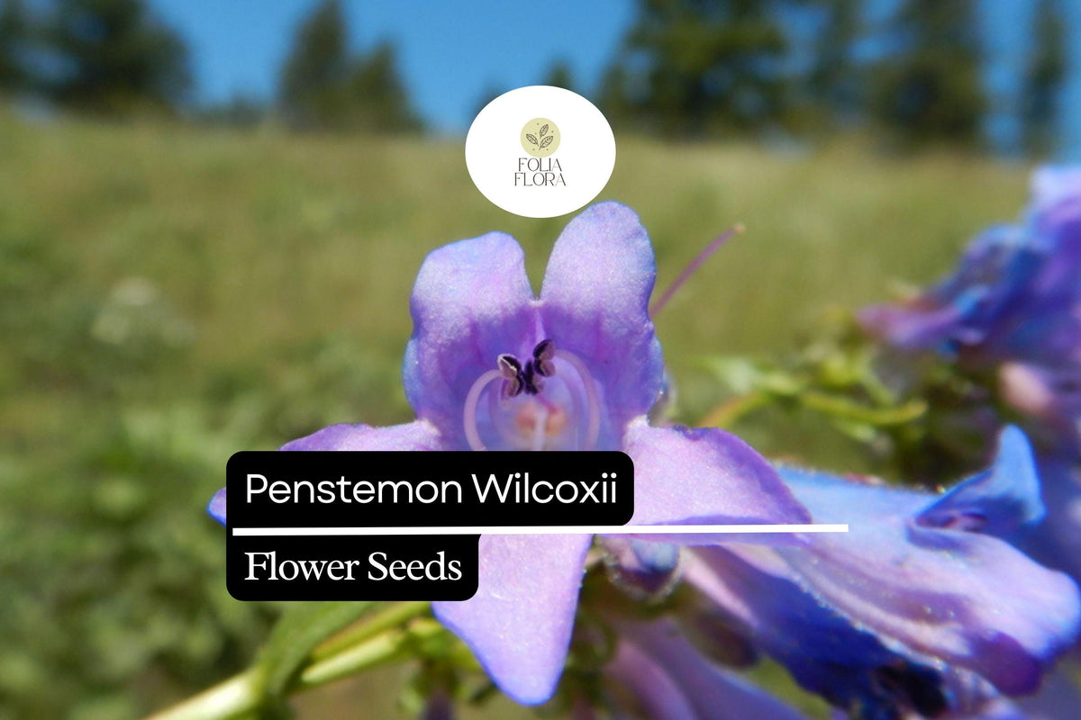 Penstemon wilcoxii Seeds - Wilcox's Penstemon Native Perennial Wildflower 100mg